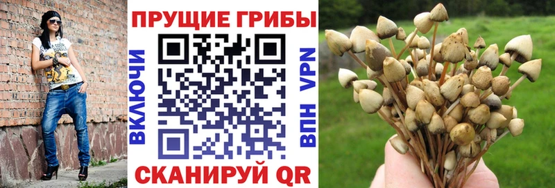 Галлюциногенные грибы прущие грибы  Калининград 